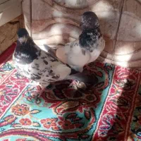 کبوتر پاکستانی نر و ماده