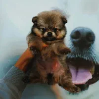 پامرین/مالتیز/شیتزو|سگ|اردبیل, |دیوار