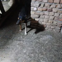سگ ژرمن