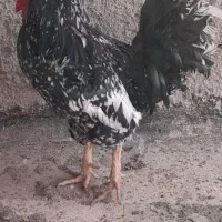 تخم نطفه دار گلین اصیل