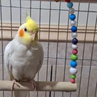 گمشده عروس هلندی