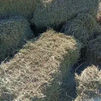 فروش یونجه باکیفیت