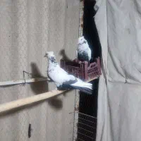 کفتر|پرنده|بروجرد, |دیوار