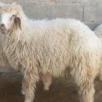 بره شیر مس|حیوانات مزرعه|دره شهر, |دیوار