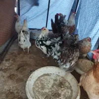 مرغ تخمگذار گلین اصل ریشی 8 ماهه