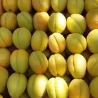 زردآلو درشت وآبدار