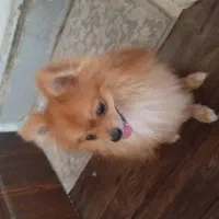 سگ پامرانین|سگ|شاهینشهر, خانه کارگر|دیوار