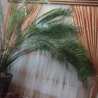 نخل بزرگ و زیباوشاداب وباطراوت