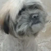 شیتزو ماده ۷ماه