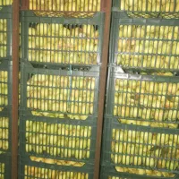 سیب ابگیری، میوه خشک، سرکه، لواشک