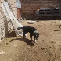 واگذاری سگ نر