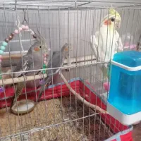 عروس هلندی