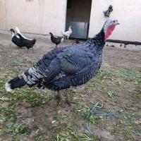 بوقلمون ماده سنگین وزن.|حیوانات مزرعه|کرج, خرمدشت|دیوار