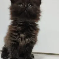 دو عدد گربه لانگ هیر|گربه|مشهد, شهید قربانی|دیوار