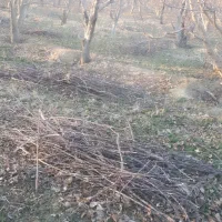 سرشاخه رایگان