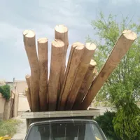خریدو فروش وقطع درخت|عمده‌فروشی|مشهد, توس|دیوار