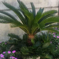 گل سیکاس