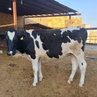 گاو،گوساله،تلیسه