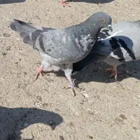 کبوتر پرشی|پرنده|زابل, |دیوار