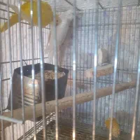 راهب مولد|پرنده|کرج, چمن|دیوار