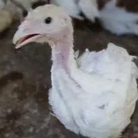 کارگر مرغداری