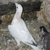 کبوتر قلدور