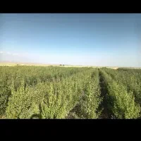 خرید نقد و چکی نهال