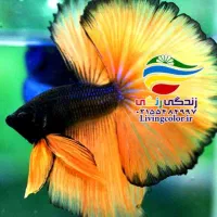 فایتر. گوپی.