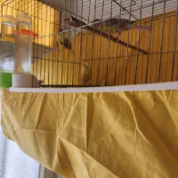 قناری نر و ماده بخون|پرنده|ساوه, |دیوار