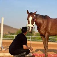اسب‌پرشی ،گشت،اموزش،سوارکاری،پانسیون|اسب و تجهیزات اسب‌سواری|شیراز, شهرک آرین|دیوار