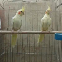 عروس هلندی لوتینو