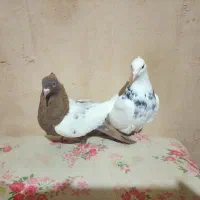 کبوتر