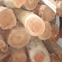 خرید فروش چوب قطع وبرش درخت هرس کاری|خدمات باغبانی و درختکاری|مشهد, عبادی|دیوار