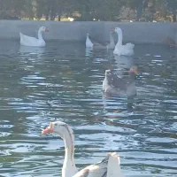 فروش قوغاز اوکراینی