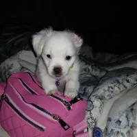 فروش اشپیتز|سگ|آبادان, |دیوار