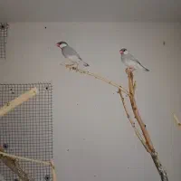 فنچ نرگسی بشرط مولد|پرنده|رامشیر, |دیوار