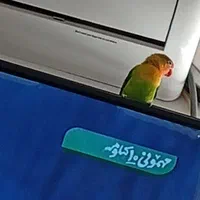 کوتوله