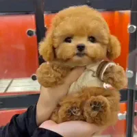 واگذاری توله سگ جذاب|سگ|تهران, دهکده المپیک|دیوار