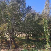 زمین باغ زرد الو و الوچه|فروش زمین و ملک کلنگی|کشکسرای, |دیوار