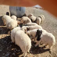 بره|حیوانات مزرعه|آبدانان, |دیوار