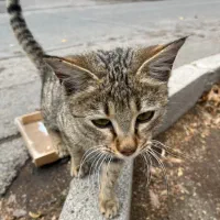 گربه کوچولو