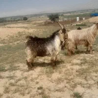 کهره نر داشتی پازن