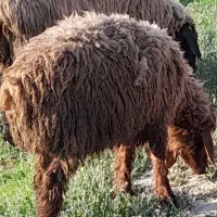 بره نر پرواری شیشک سبک وزن مناسب ذبح کردن چاق کردن