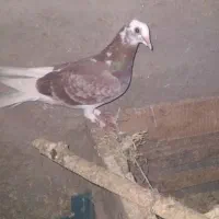 ۲تاکبوترپرشی|پرنده|آشخانه, |دیوار