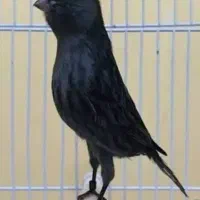 قناری ماده سیاه موزاییکی