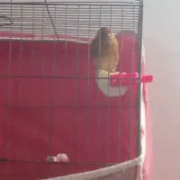 سقا و سهره قناری|پرنده|کرمان, |دیوار