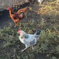 خروس 9 ماهه