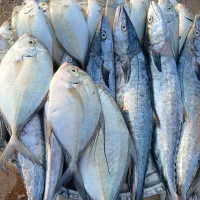 ماهی فروشی ناخدا|خوردنی و آشامیدنی|فولادشهر, B7|دیوار