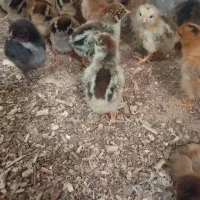 جوجه مرغ یک هفته ای|حیوانات مزرعه|سبزوار, قاضی زاد|دیوار