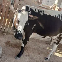 گاو ماده|حیوانات مزرعه|قشم, |دیوار